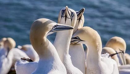 弗利克任内最乱一战！拜仁究竟是怎样赢下来的？